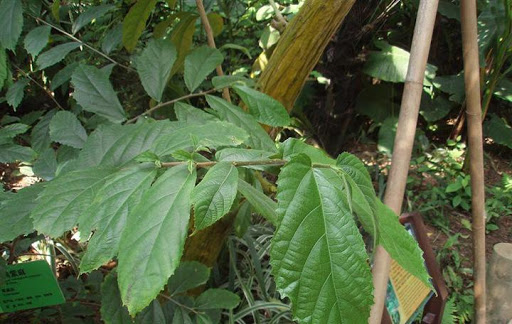Cây Ná nang. Oreocnide tonkinensis - Cây Thuốc Nam Quanh Ta